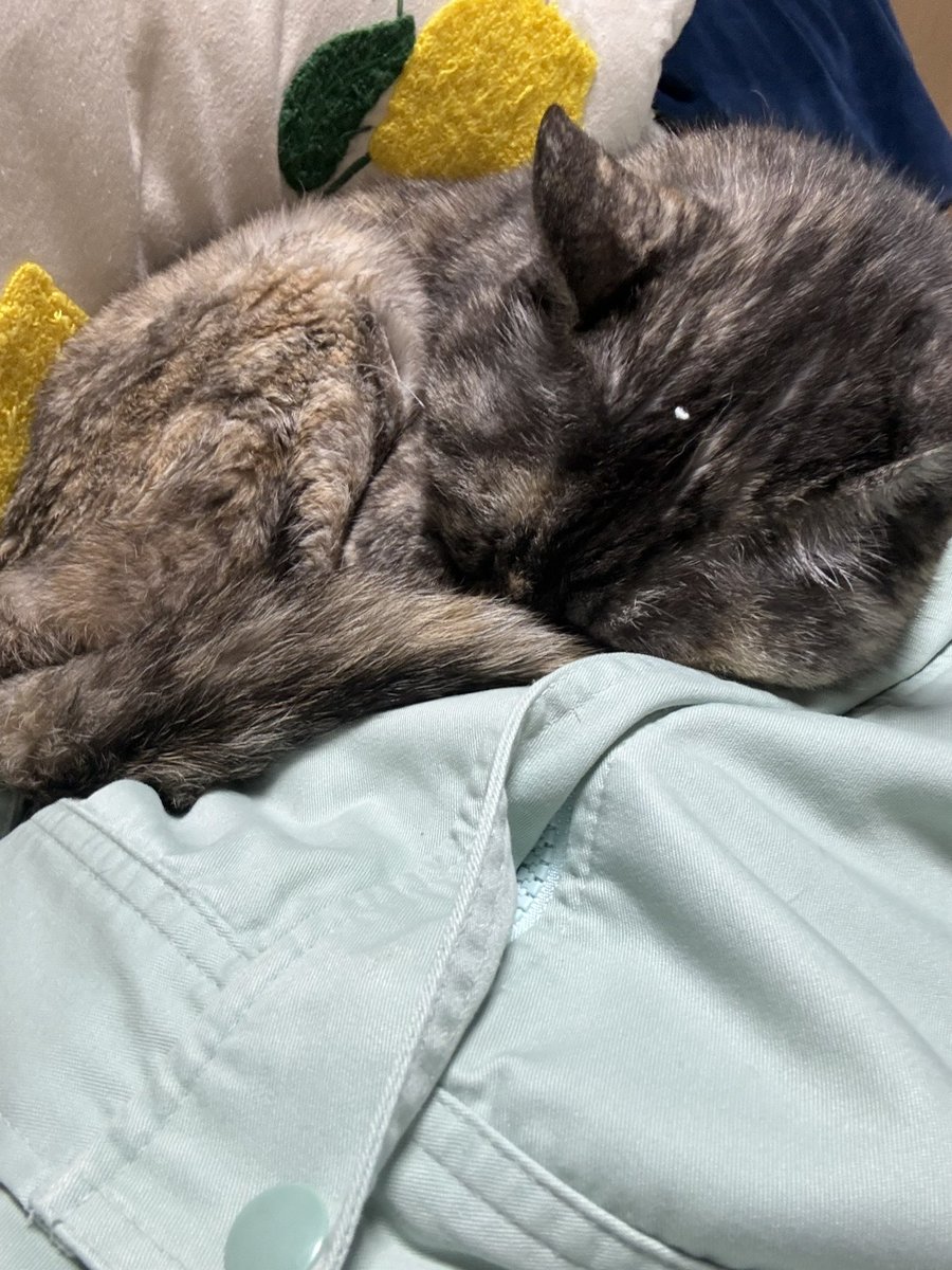 キー坊🍌Twitch tweet media