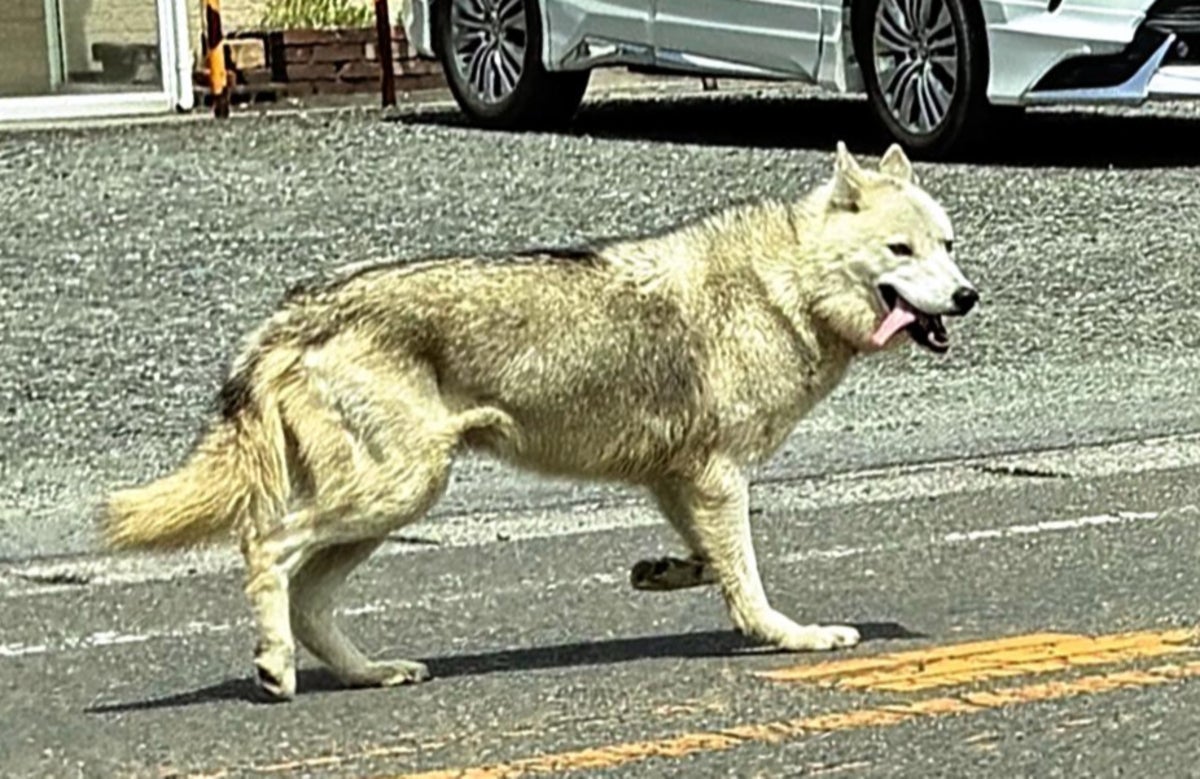 ライブドアニュース tweet media