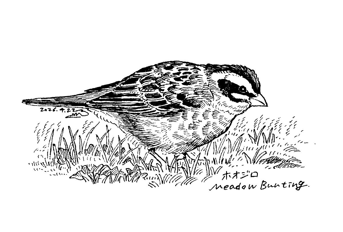 さいきん見た鳥のネットプリント、今回はホオジロを描いてます。セブンでプリントできますので、良ければどうぞ!

番号:50171717 期限:04/30 23:59 まで 