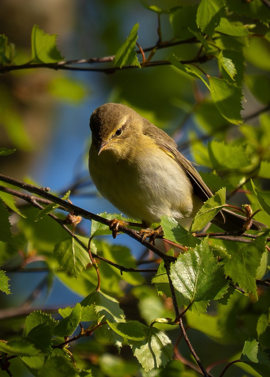 piedsandpiper's tweet image. Willow Warbler foraging in Matley Wood yesterday evening #NewForest #HantsBirds