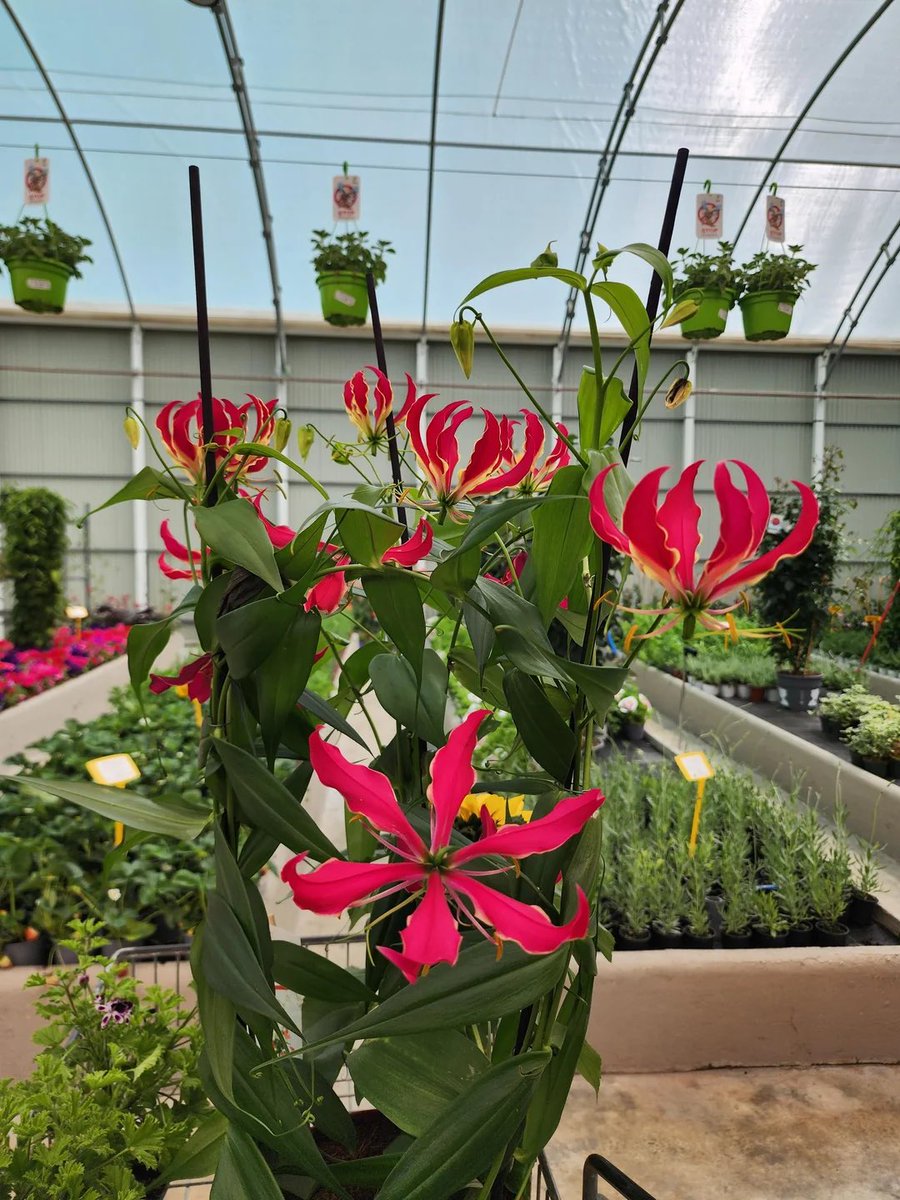 egoistic_jerk's tweet photo. @TheSims #TS4Springgiveaway My favorites are roses but I think I’m also liking Flame Lily rn bc of a certain fishie~ https://t.co/geXMZnjOvQ