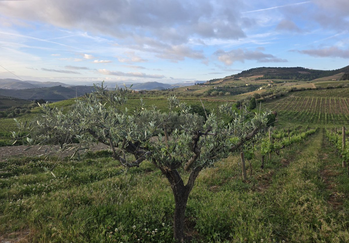 Santiago tweet media