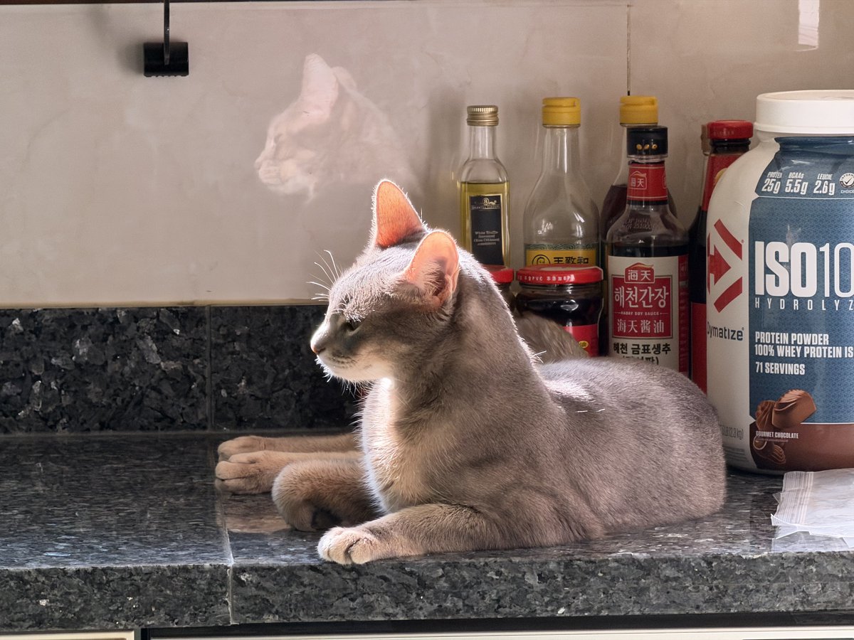 260422 #KUN 💬

"kitty loves the sunshine~~"
"he's posing in front of the soy sauce"