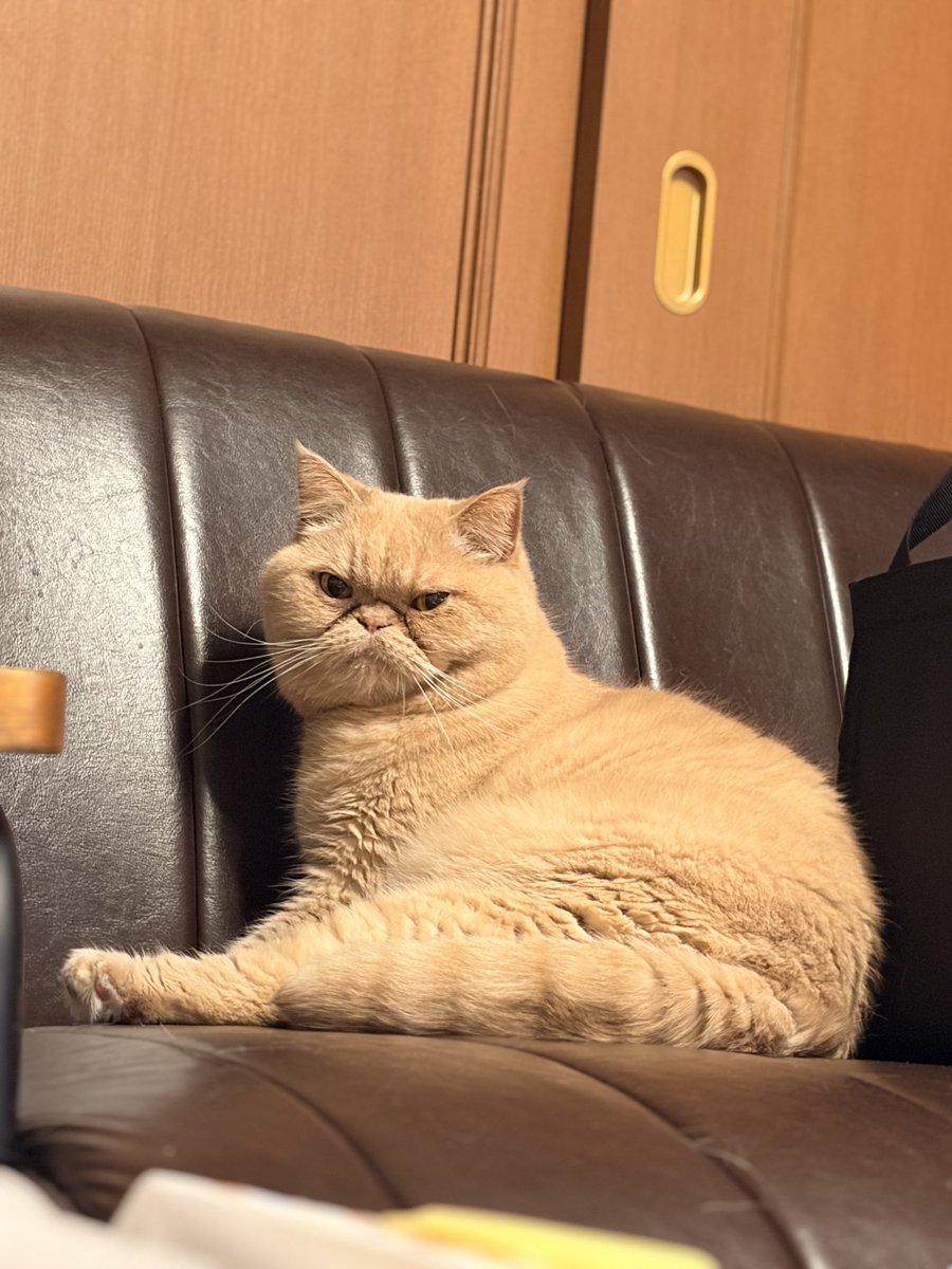 ohigemamire's tweet photo. 写真嫌いらしい
#エキゾチックショートヘア 
#猫のいる暮らし
#ねこ https://t.co/2iRhvVe8Qi