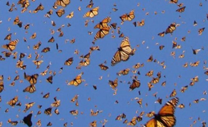 MISS TOURISM UGANDA-PA tweet media