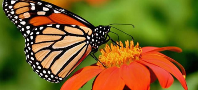 MISS TOURISM UGANDA-PA tweet media