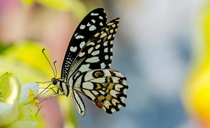 MISS TOURISM UGANDA-PA tweet media