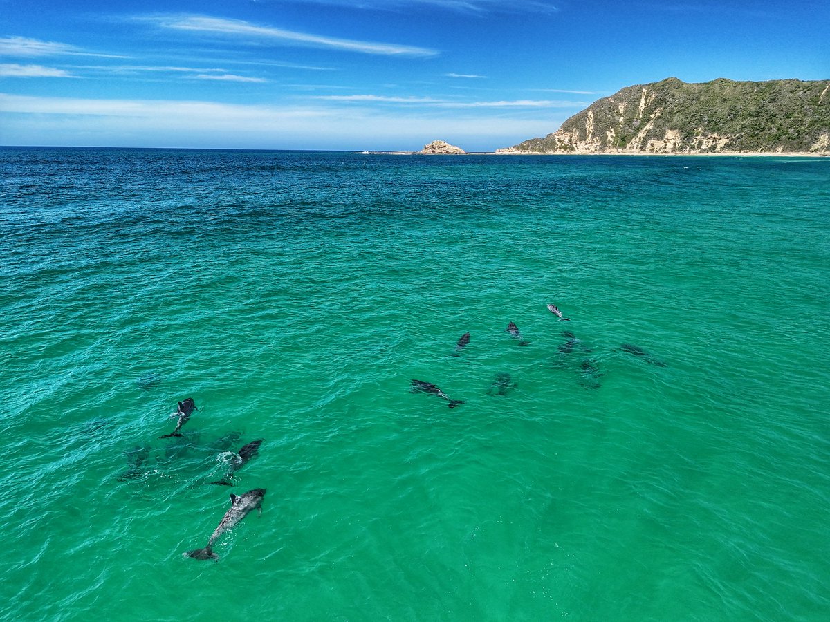StrandloperP's tweet photo. We are very appreciative of the contributions to our database that @CoastalWalk make collecting data on Oystercatchers and Humpback Dolphins on their #slackpacking trail in the #GardenRoute. #citizenscience https://t.co/xWyTdT7131