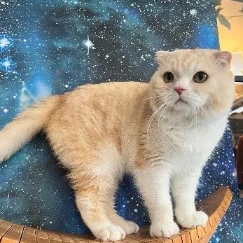 ネコノート【公式】保護猫支援サービス🐈 tweet media