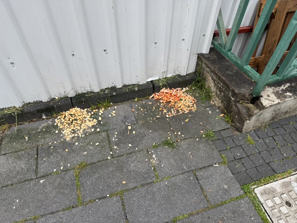 Gülsan Sucak tweet media