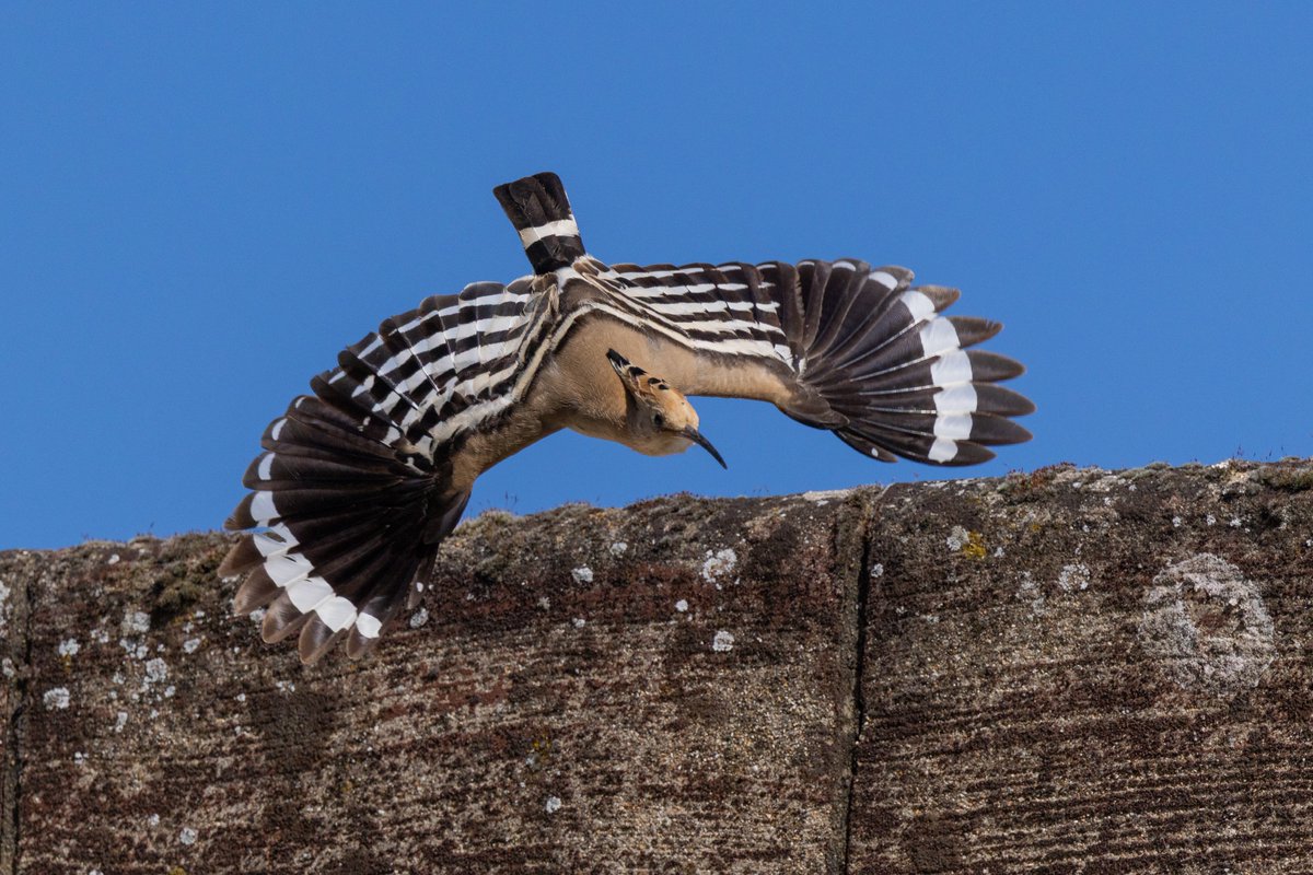 alan lewis wildlife stuff tweet media