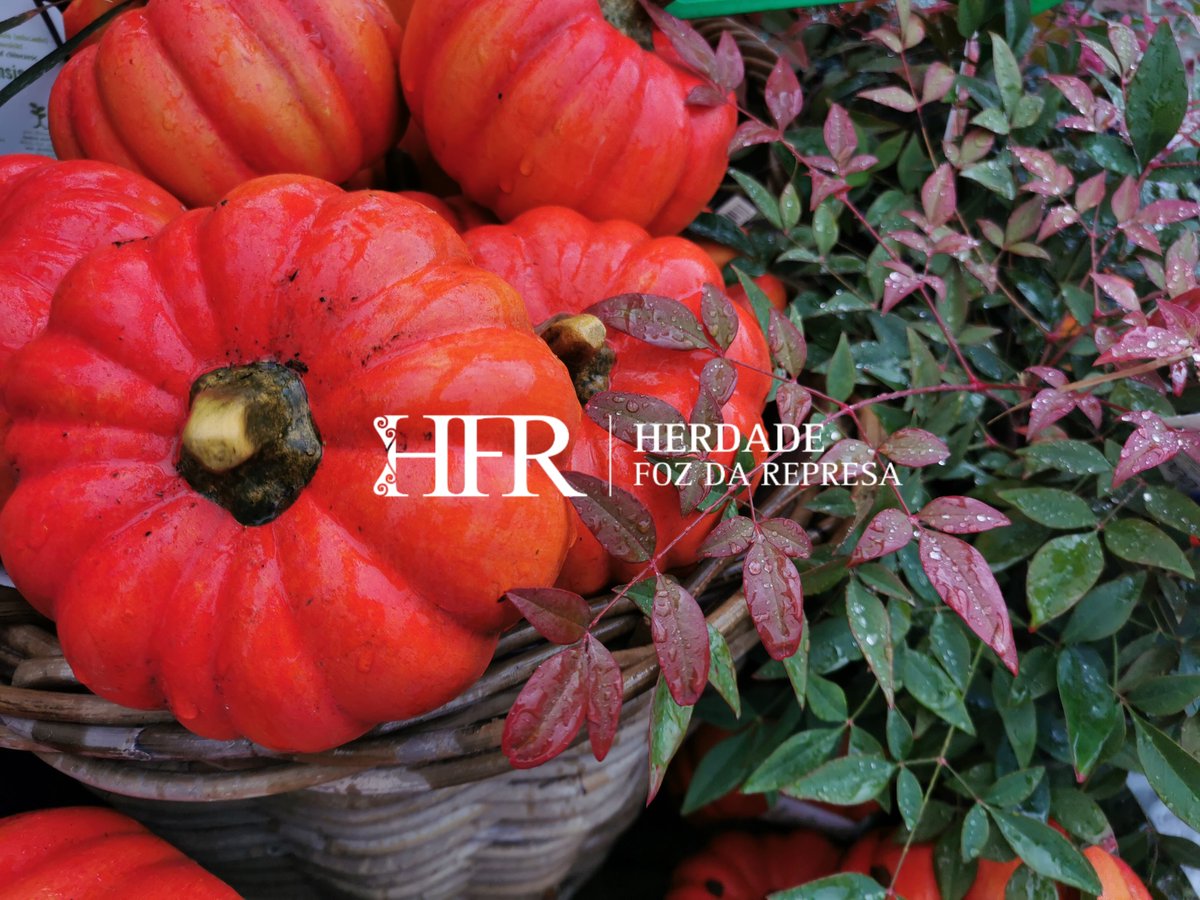 HerdadeFozdaRep's tweet image. It getting cosy and comfy

HerdadeFozDaRepresa.com 

#Autumn #Alentejo