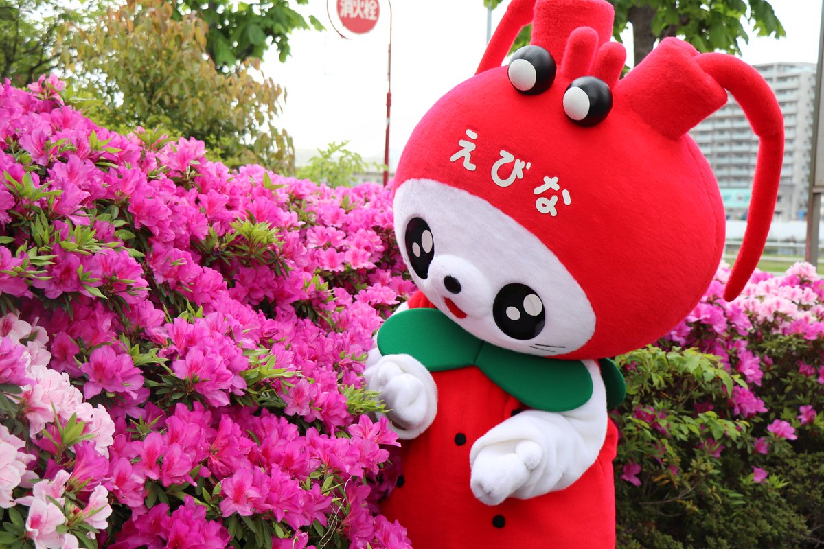 海老名市えび~にゃ🍓【公式】 tweet media