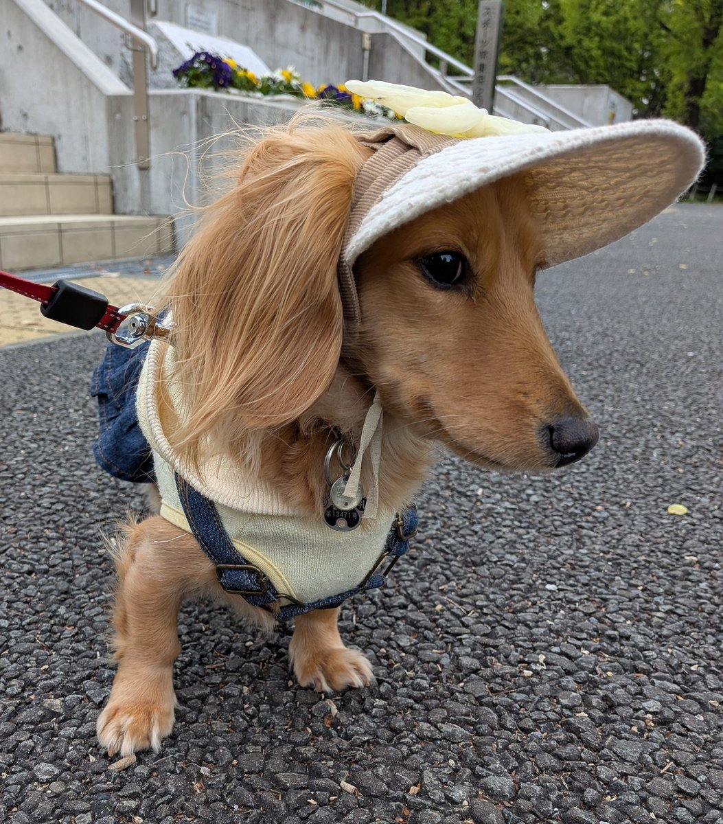 エディス tweet media