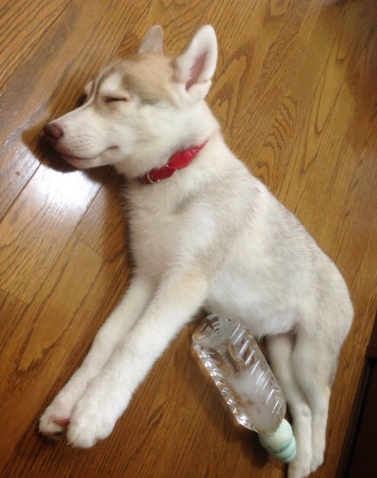 いざや tweet media