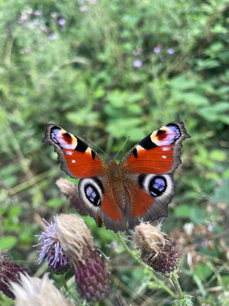 Explore Essex tweet media