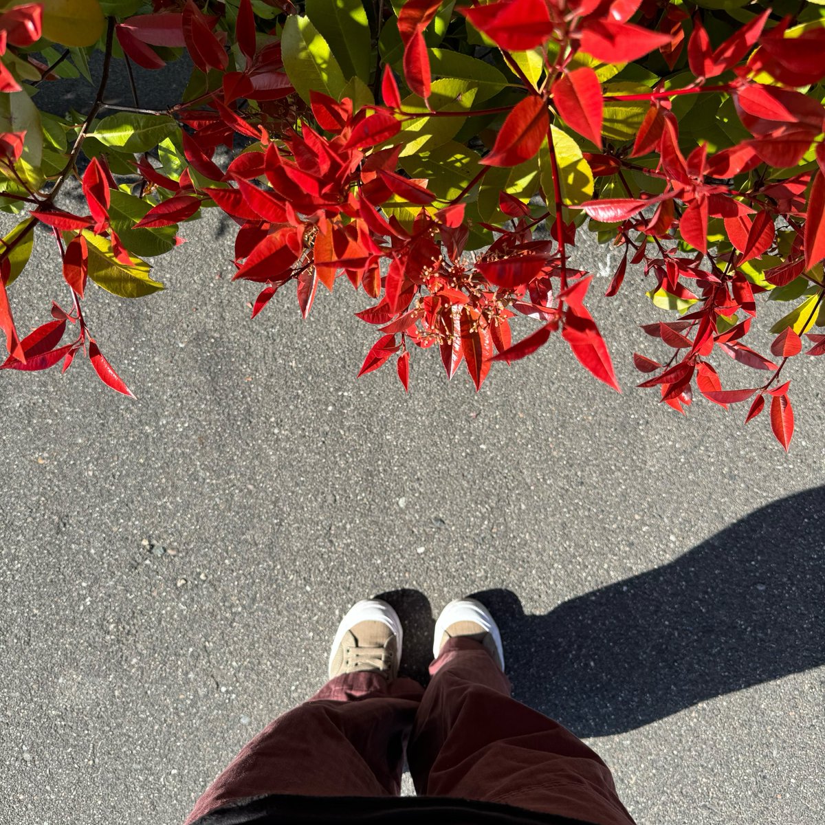 ˗ˏˋ チーズ tweet media