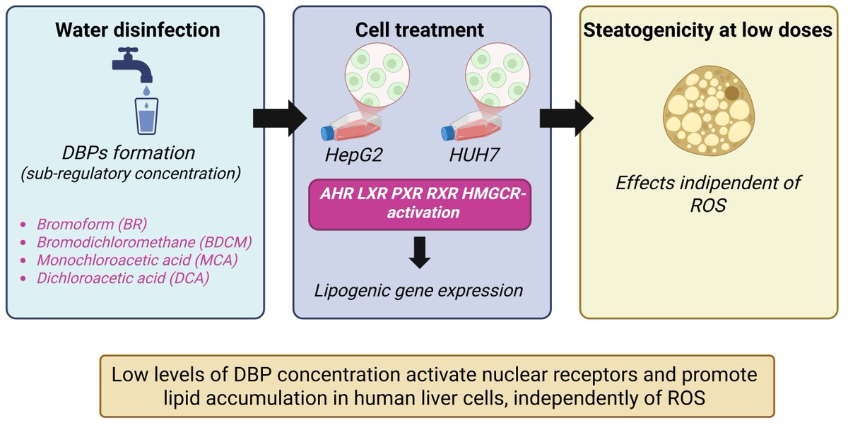 Toxics_MDPI's tweet image. 📢 #new_publication from Toxics
📝 #Metabolic Disruption and Steatosis Induced by #DrinkingWater Disinfection #Byproducts in HepG2 and HUH7 Cells
✍️by Marta Mollari et al. 
🔗brnw.ch/21x1OxB

#steatosis #endocrine_disruption #nuclear_receptors #lipid_metabolism