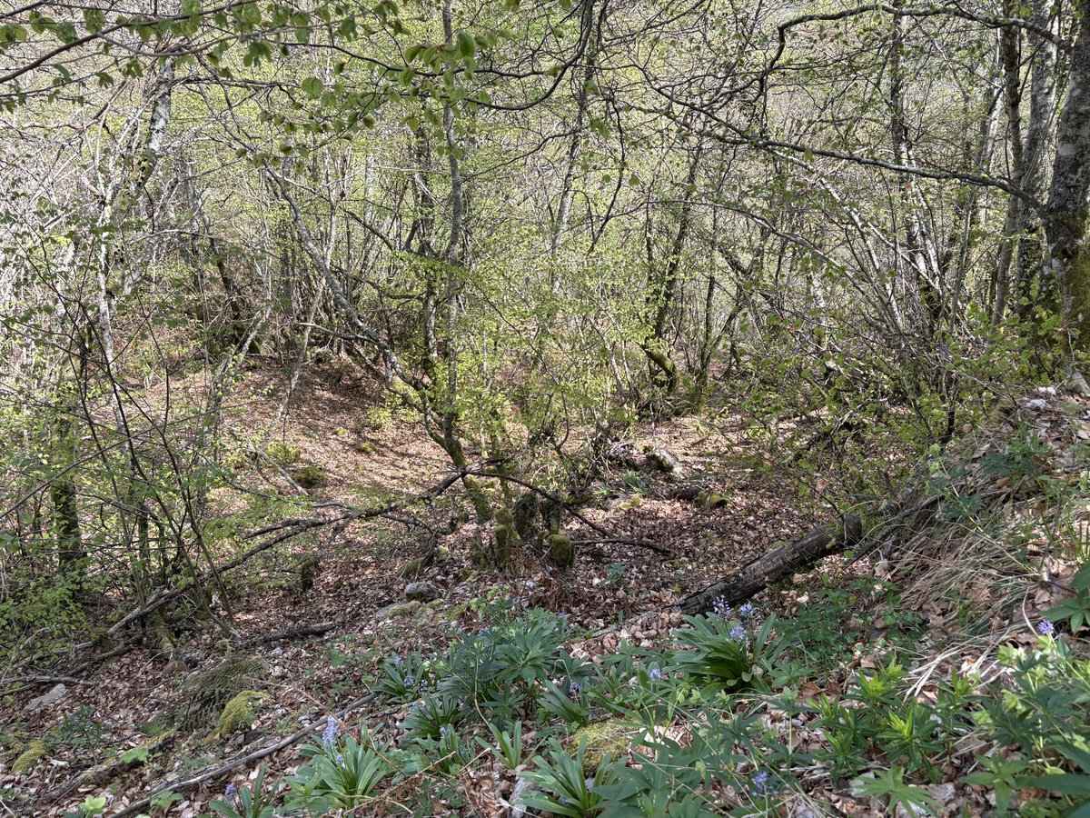 Alfredo Ojanguren tweet media