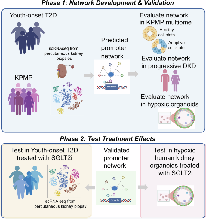 sigtrans_sttt's tweet image. Researchers identified a HIF regulatory network tracking #DiabeticKidneyDisease progression, with SGLT2 inhibition reversing #Hypoxia-driven transcriptional changes, highlighting it as a #Biomarker of disease &amp;amp; therapeutic response.
#STTT #OpenAccess: doi.org/10.1038/s41392…
