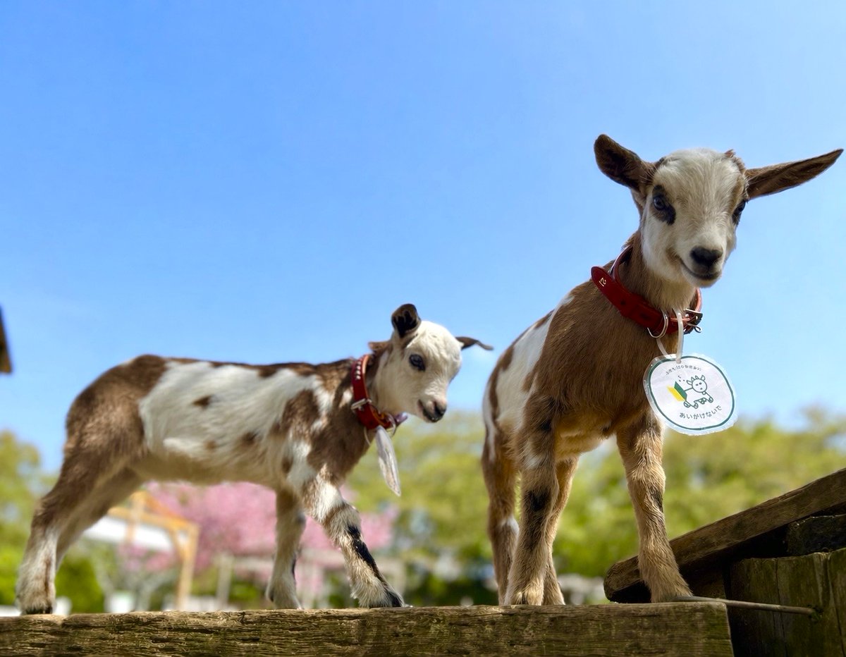 成田ゆめ牧場のゆめこちゃん tweet media