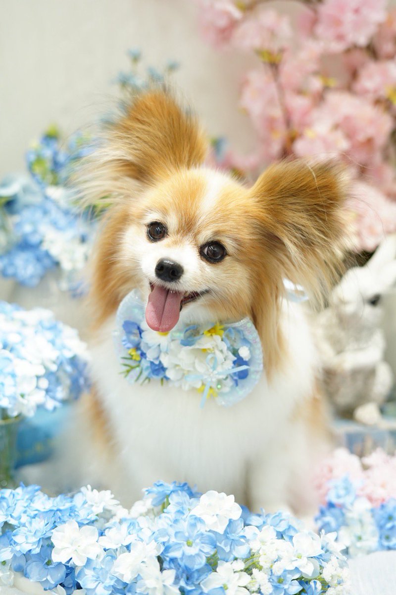 ゆうこさん tweet media