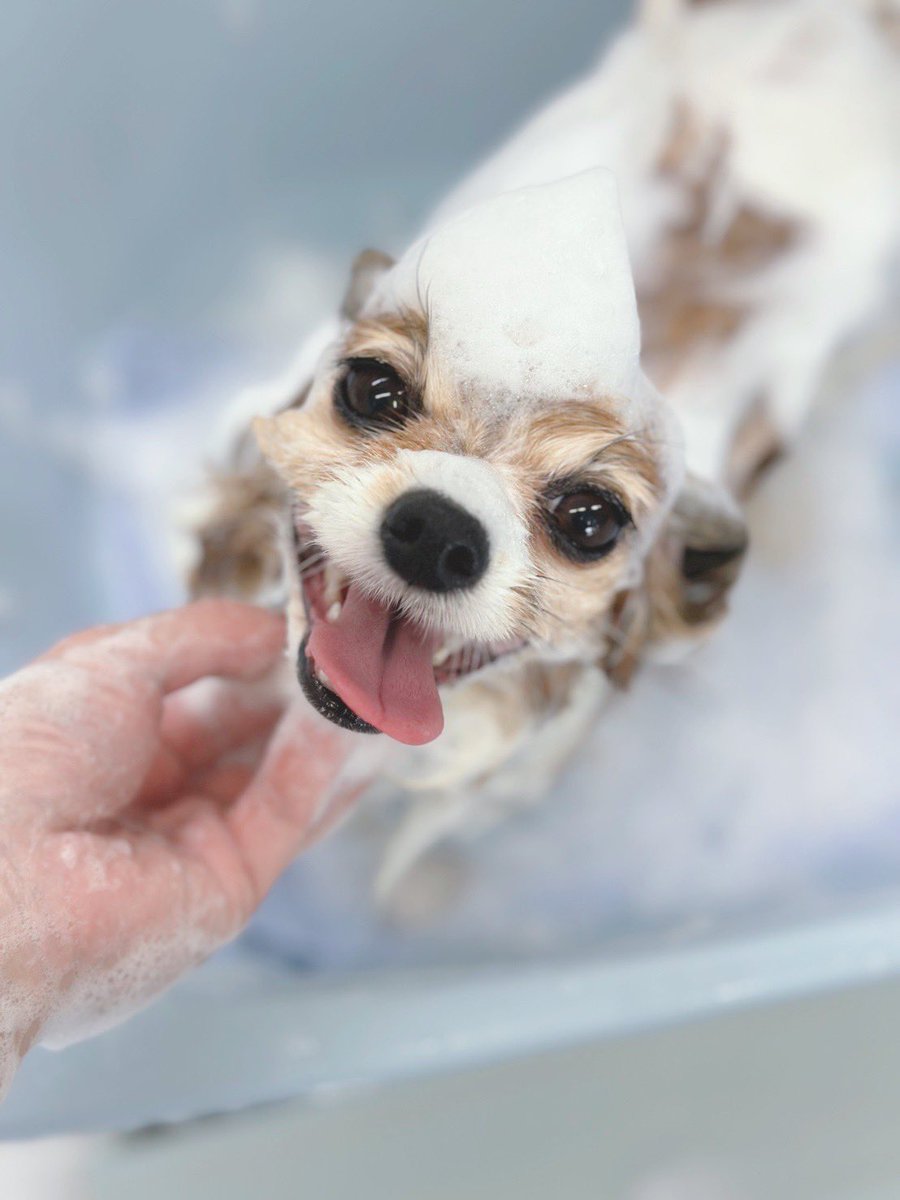 ゆうこさん tweet media