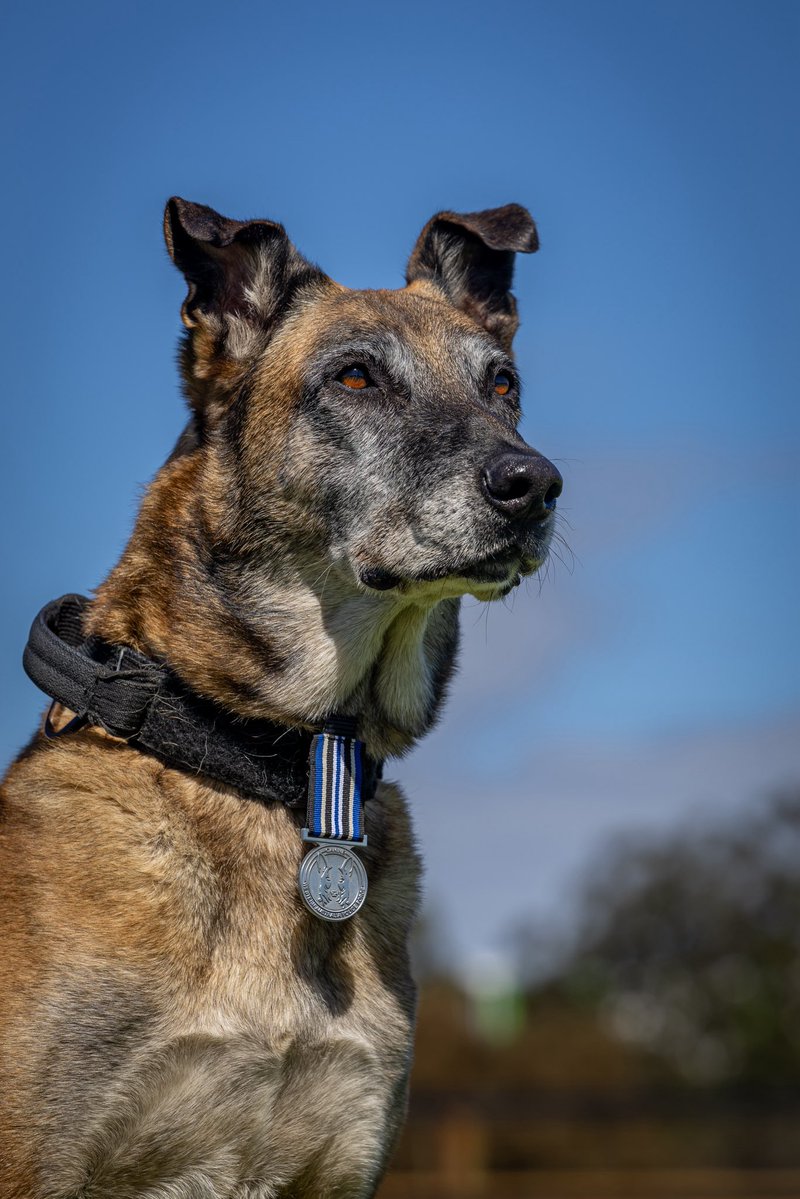 CaninePolice's tweet image. Recently retired Dual Purpose Police dog DOC proudly wearing his  Western Australia Police Force Canine Service Medal. Thank you for your service Doc!

#k9 #veteran #policedog #workingdog #police