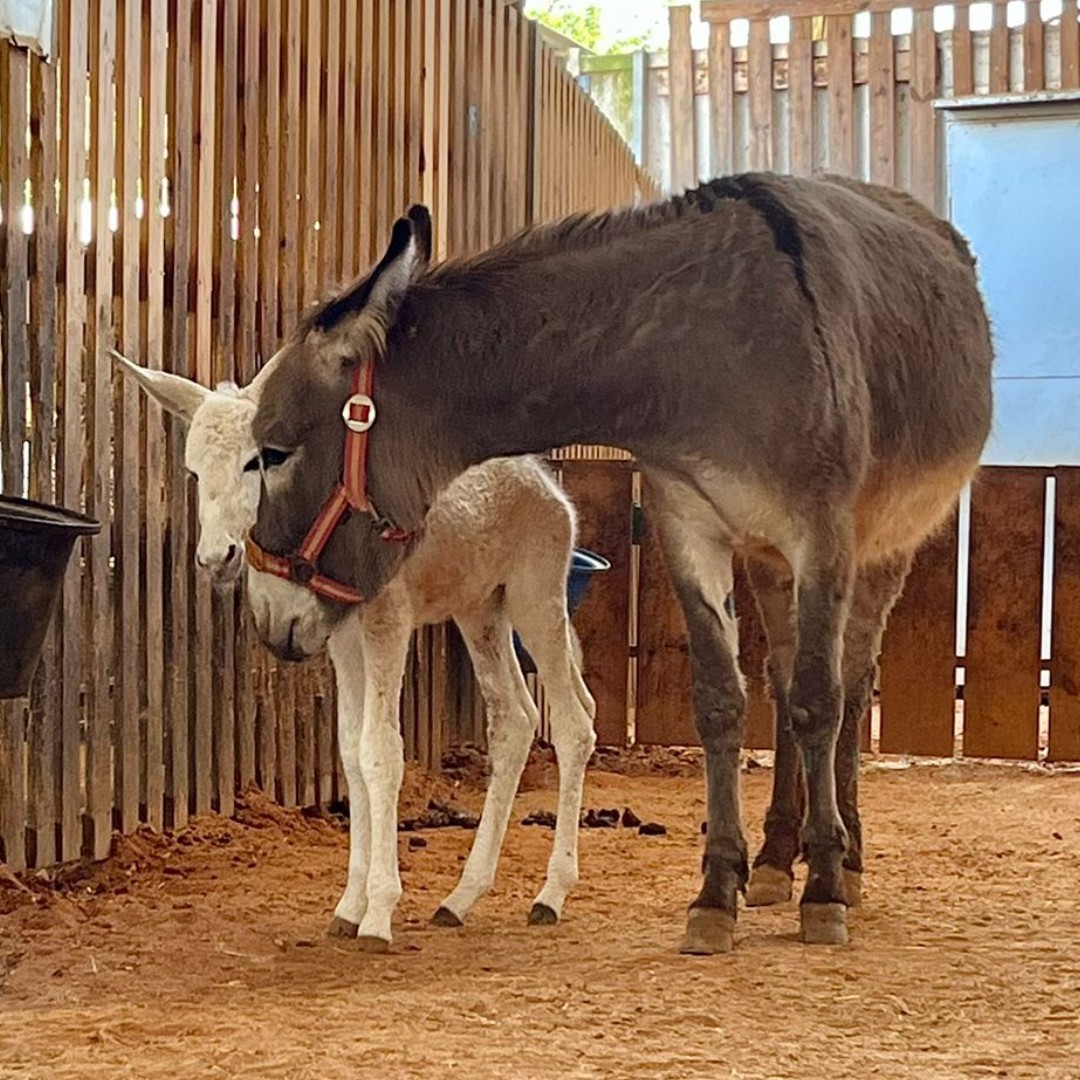 Safe Haven for Donkeys tweet media
