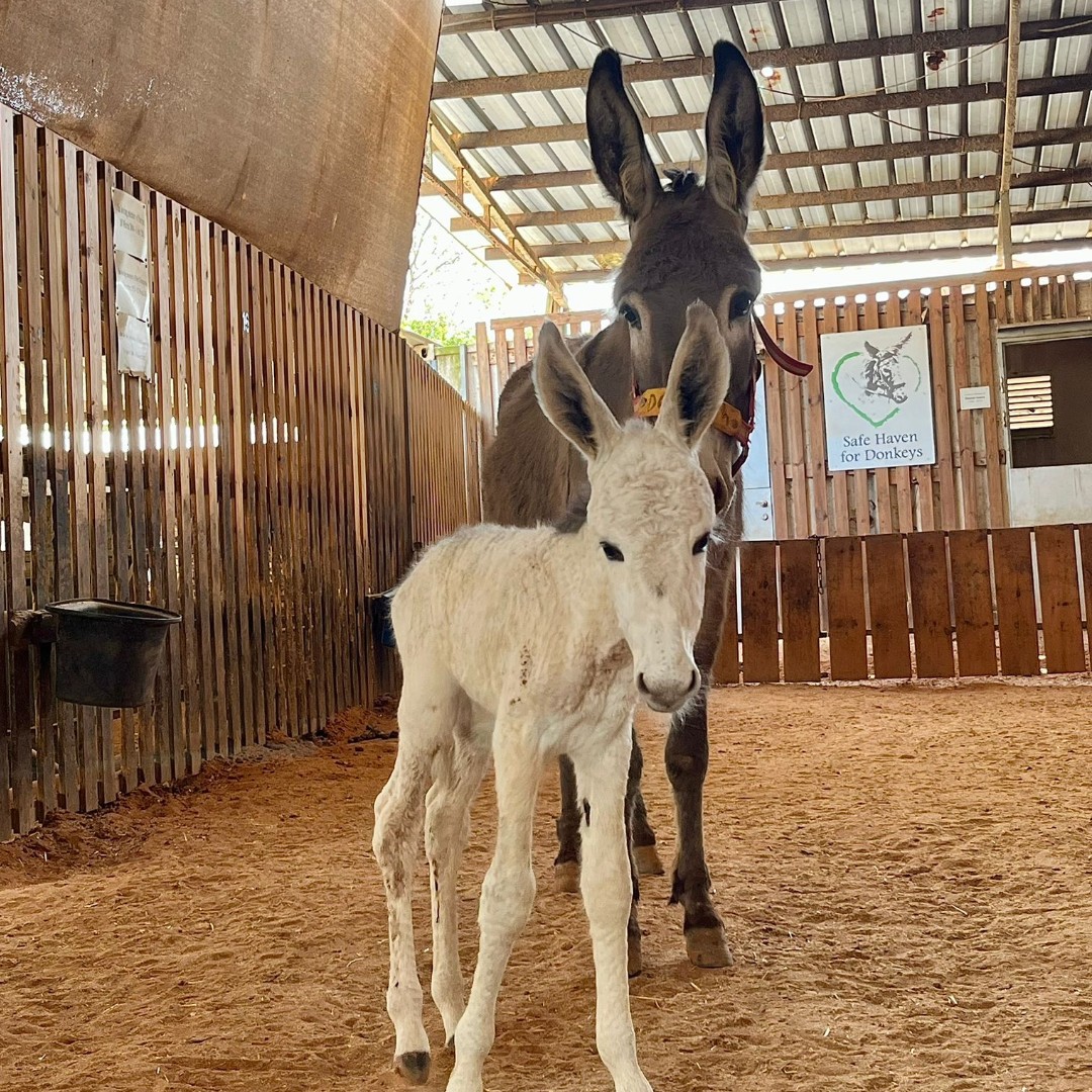 Safe Haven for Donkeys tweet media