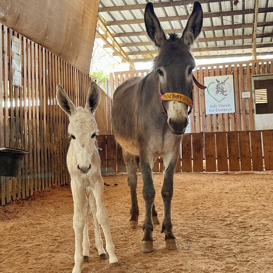 Safe Haven for Donkeys tweet media