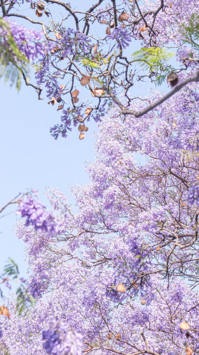 i28125554's tweet image. 孟夏的一抹淡紫。
#cityscape #flower #summer #花