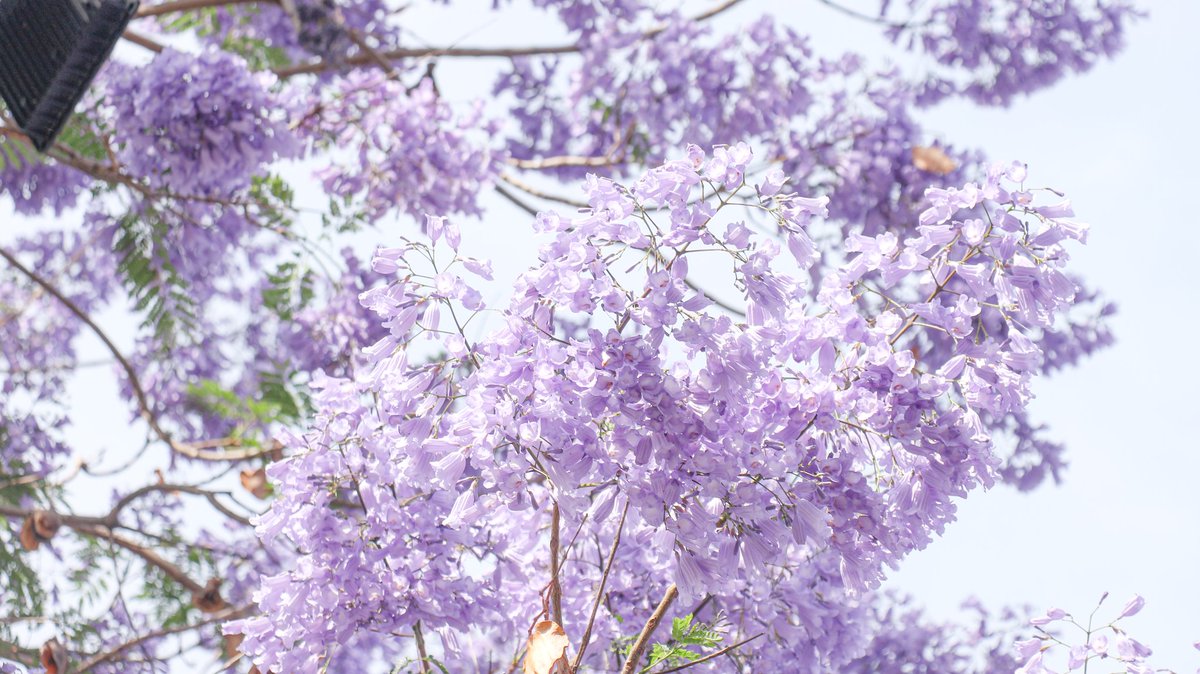 i28125554's tweet image. 孟夏的一抹淡紫。
#cityscape #flower #summer #花