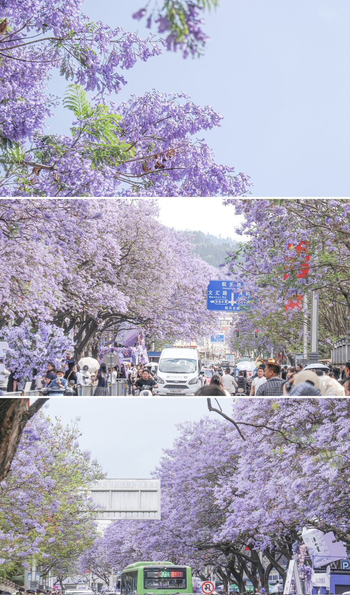 i28125554's tweet image. 孟夏的一抹淡紫。
#cityscape #flower #summer #花