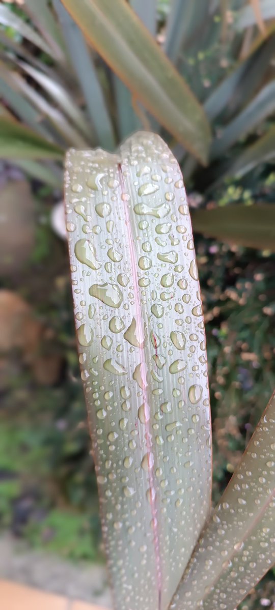 alisondodi's tweet image. I've got #raindrops but I'm afraid I don't have any #roses 🤷🏻