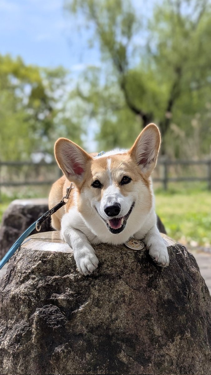 コジとしんのかぁしゃん(kazu) tweet media