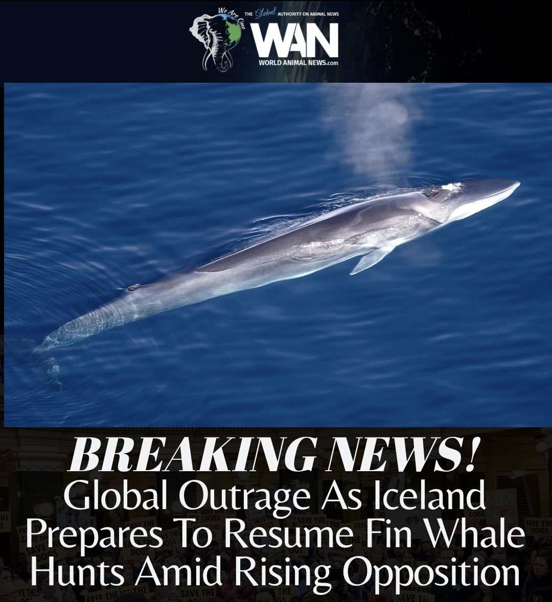 Iceland has made the decision to resume the killing of more endangered fin whales, continuing the archaic practice that has resulted in more than 1,000 fin whales being killed since commercial whaling resumed in 2006. The move has sparked widespread international outrage, with