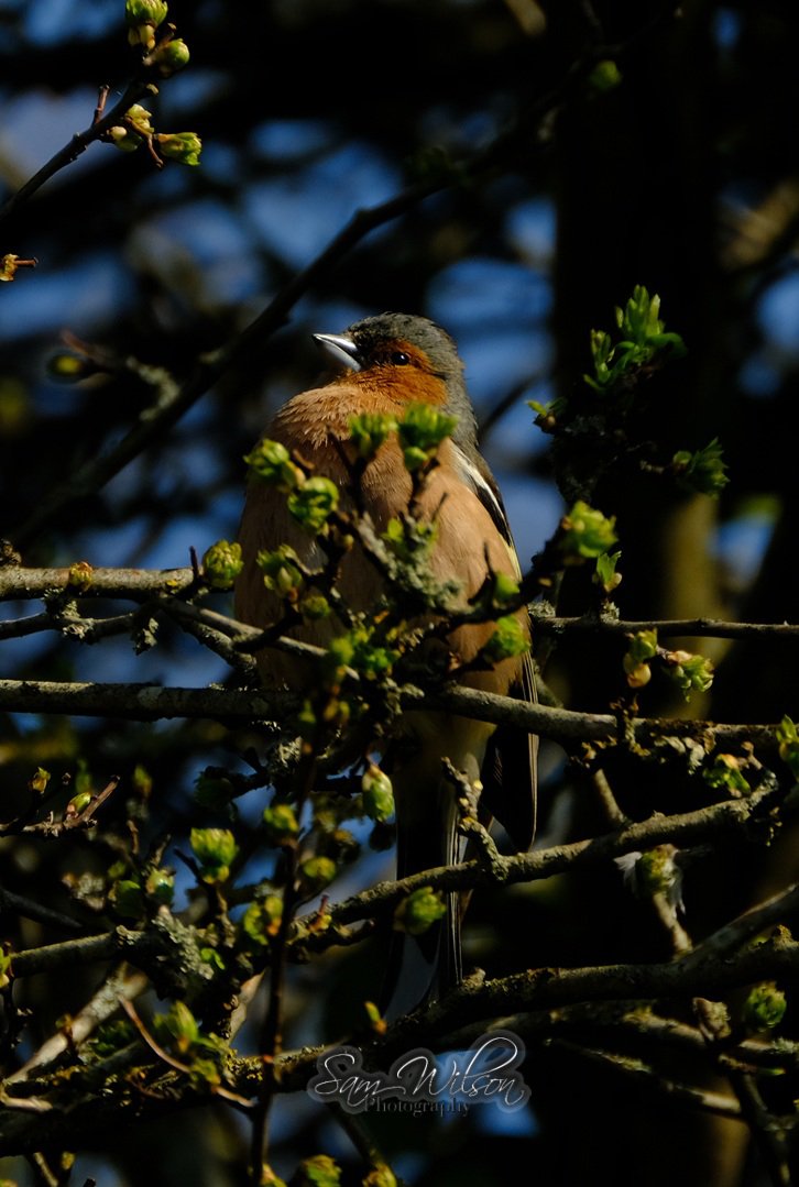 SamWlandscapes's tweet image. #naturelovers #birdlovers #birdphotography