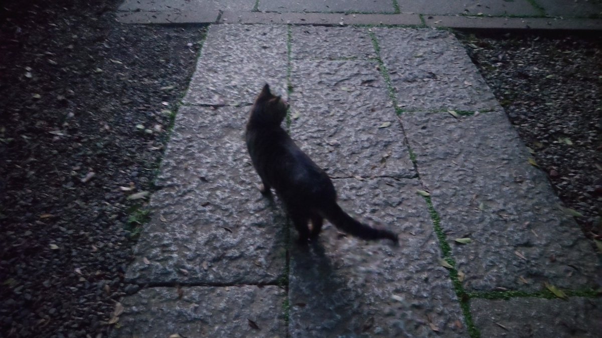 先日のにゃんパラ

1、2枚目→落ちるから危ないよって言ってるのに覗きに行くねこさん

3枚目→にゃるほど。あなたが神ですね！

4枚目→モデルねこさん

他にも大きなもふもふさんと白い双子と…まさににゃんパラなのでした。