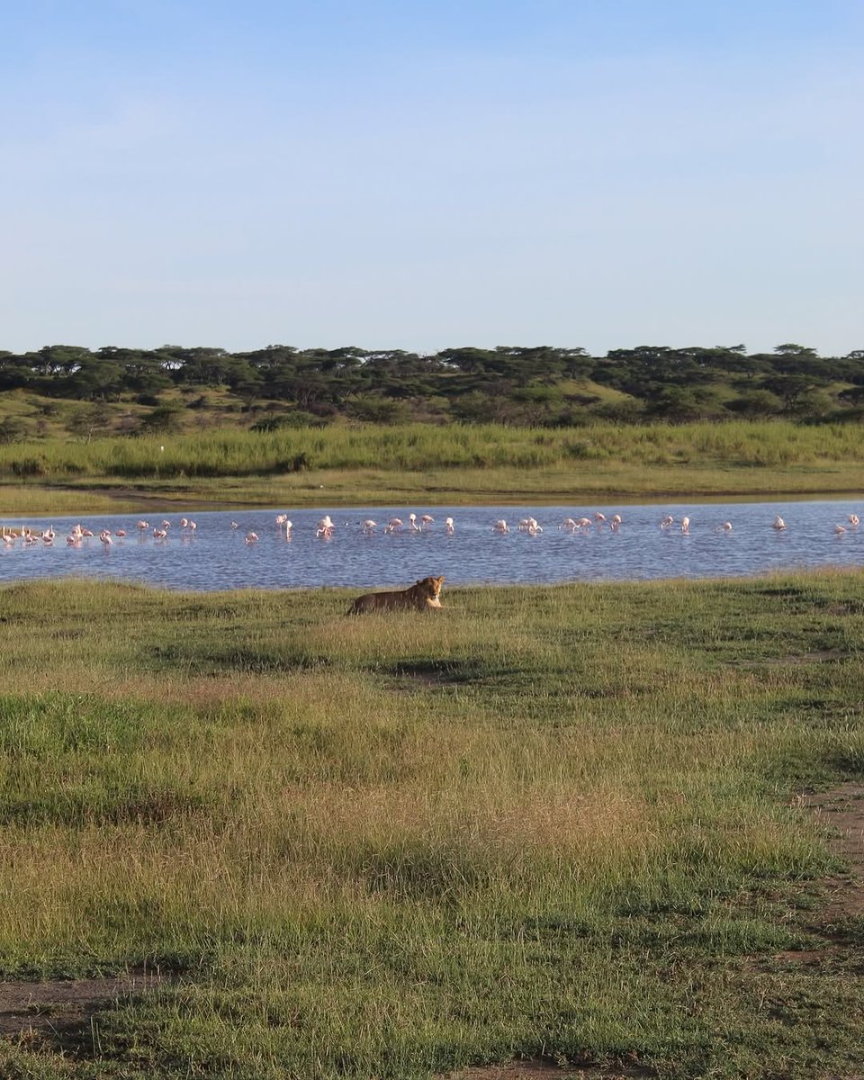 VisitTanzania1's tweet image. Happy Earth Day from Ndutu, Serengeti 🇹🇿
Today reminds us how incredibly beautiful our planet is and how important it is to protect and preserve its natural wonders. 
#EarthDay #Serengeti #Ngorongoro #ProtectOurPlanet #VisitTanzania