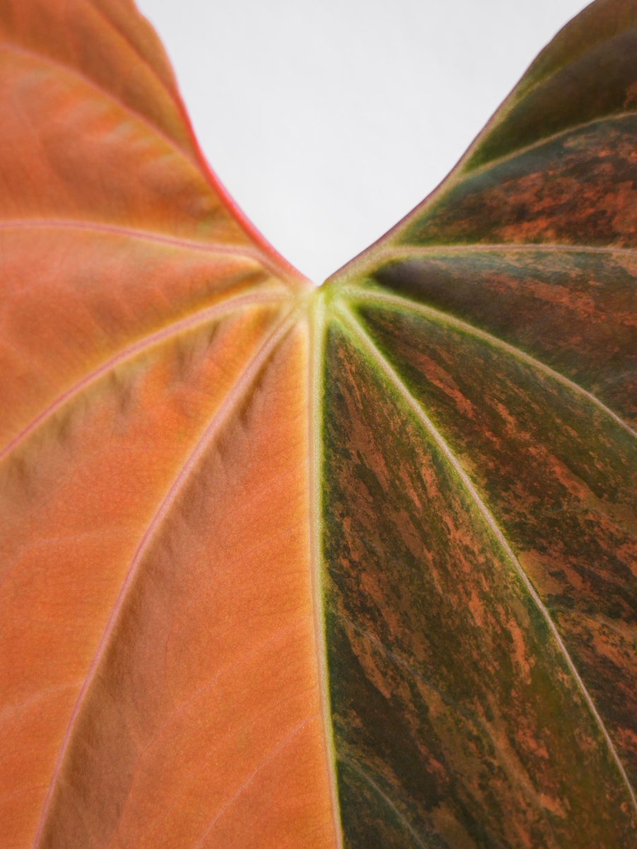 acus_forest's tweet photo. 🧡💚papi variegate × 'Ralph Lynam'💚🧡 https://t.co/jfL47wzsjW
