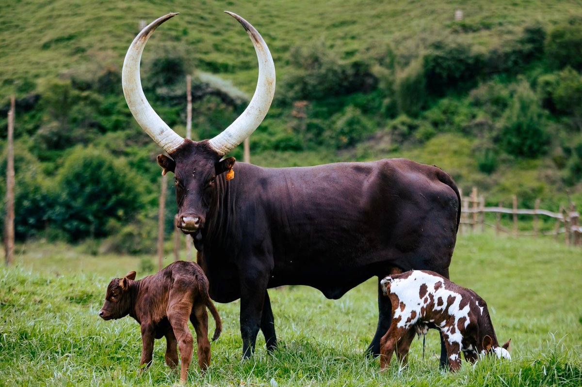 IBERE RYA BIGOGWE🇷🇼 tweet media