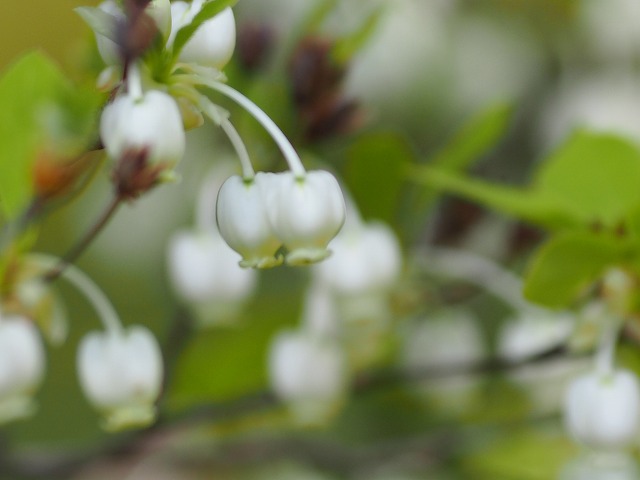 かわいい花を咲かせる

ドウダンツツジ（満天星、灯台躑躅）
学名: Enkianthus perulatus

 #ドウダンツツジ #満天星 #灯台躑躅 
 #明石公園  #AkashiPark 
 #明石公園の野草 
 #野の花が好きな人と繋がりたい 
 #TLを花でいっぱいにしよう