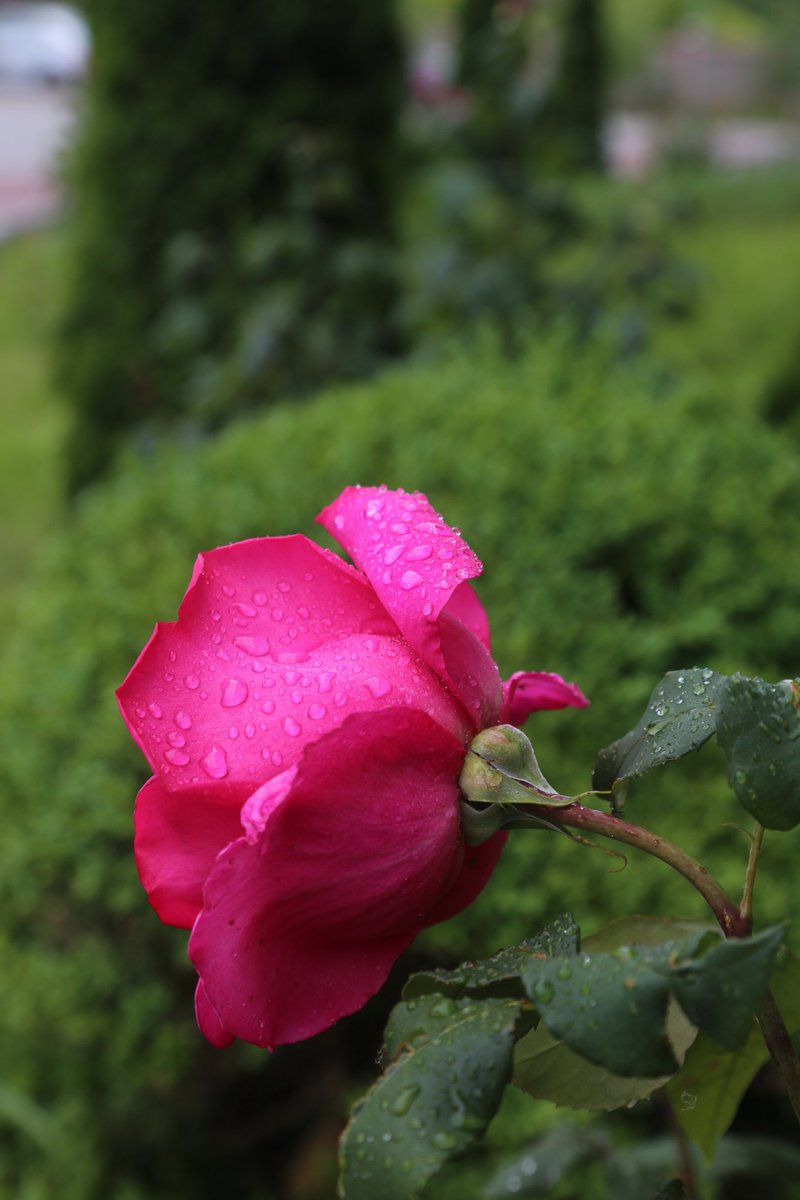 nika1703nika's tweet image. #Raindrops and Roses
#DailyPictureTheme
