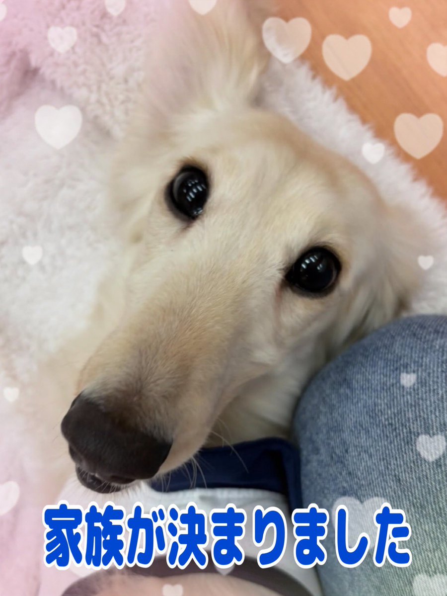 保護犬パーク長居店&トリミングサロン（ラブファイブ:保護犬カフェ系列） tweet media