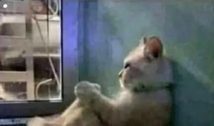 K9🇺🇬📛📛 COMMENTARY tweet media