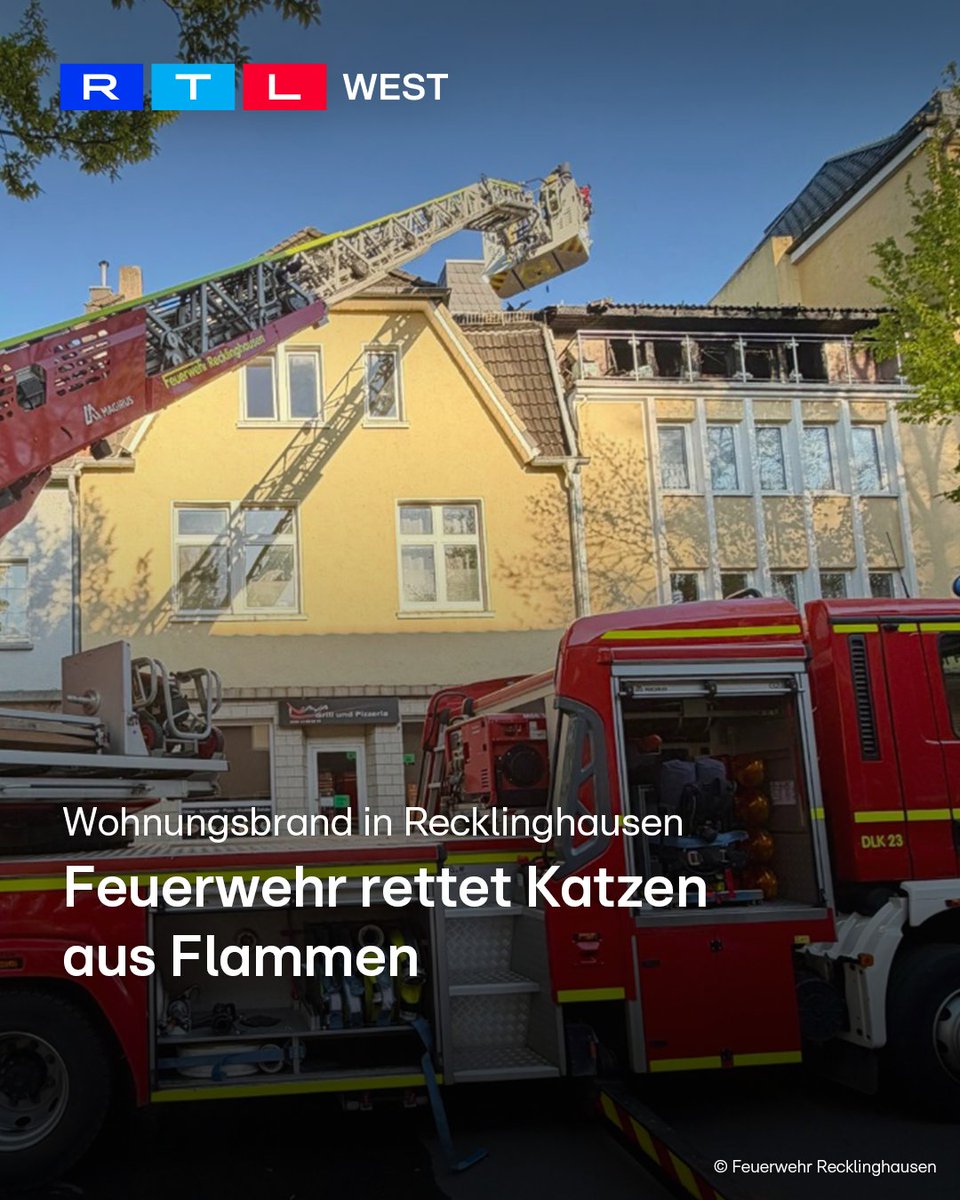 RTLWEST's tweet image. Die #Feuerwehr hat in #Recklinghausen zwei #Katzen aus einer brennenden Wohnung gerettet. Das #Feuer war am Dienstagabend (21.04.) in einer Dachgeschosswohnung ausgebrochen. Als die Einsatzkräfte eintrafen, stand sie vollständig in Flammen. Alle Bewohner konnten sich aus dem