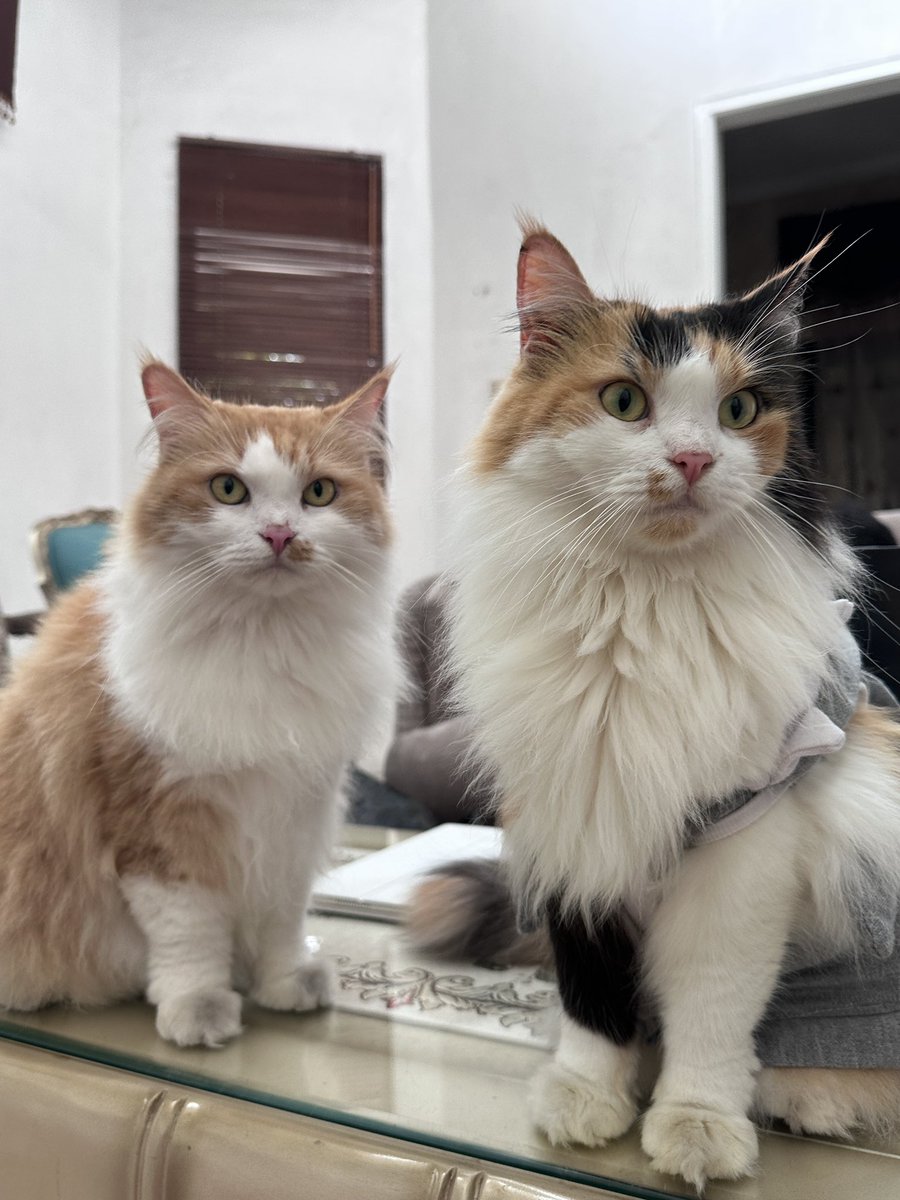 halo aku kucing tweet media