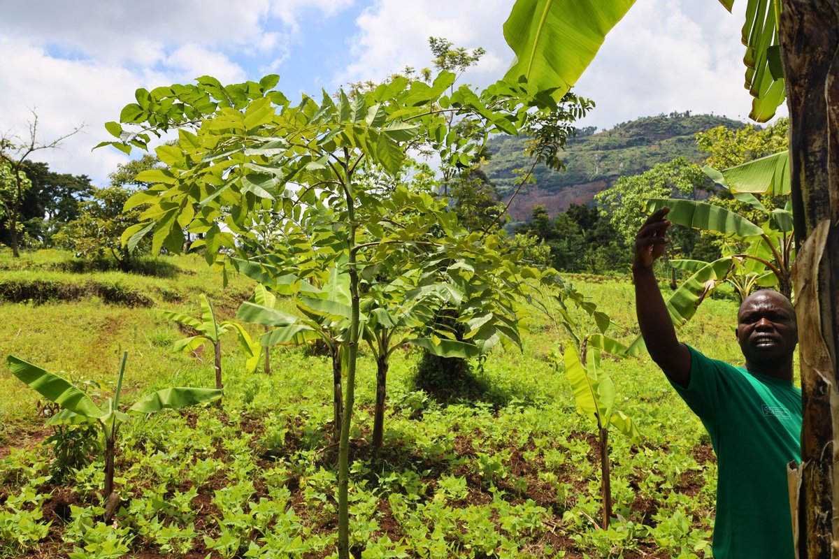Mbaletrees's tweet photo. We carried out a joint monitoring exercise with our implementing partners, Bungokho Rural Development Center (BRDC) and Mount Elgon Agroforestry Communities Cooperative Enterprise in Mbale, Sironko, and Bulambuli tree nurseries, to track progress and the impact of tree-planting. https://t.co/t484zfkAUd