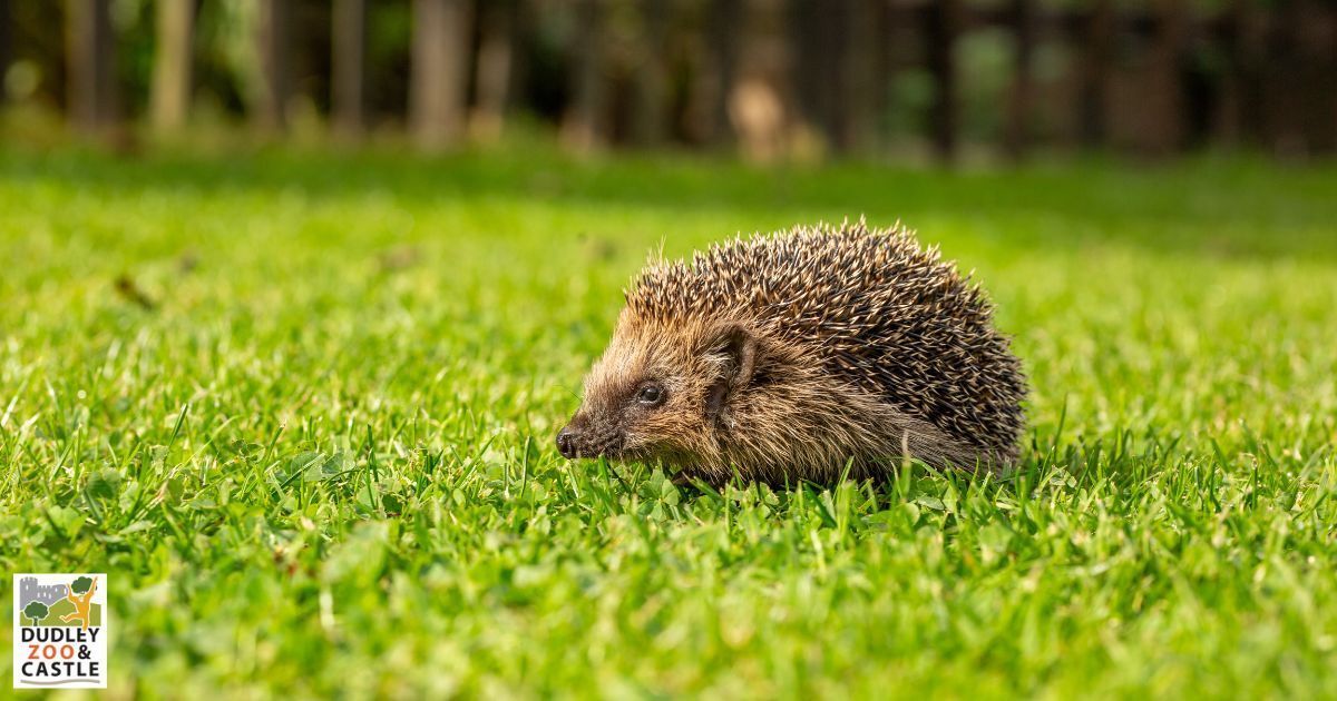 Dudley Zoo tweet media